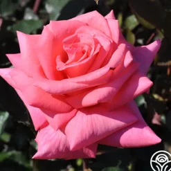 Heirloom Roses Awareness Discount