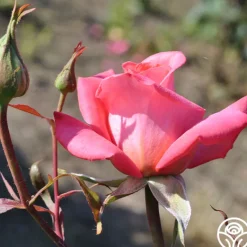 Heirloom Roses Awareness Discount