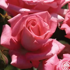 Heirloom Roses Awareness Discount