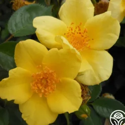 Heirloom Roses Baby Love® Online