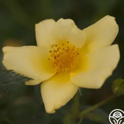 Heirloom Roses Baby Love® Online
