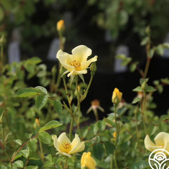 Heirloom Roses Baby Love® Online
