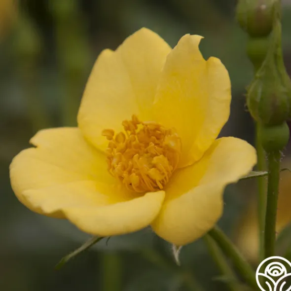 Heirloom Roses Baby Love® Online