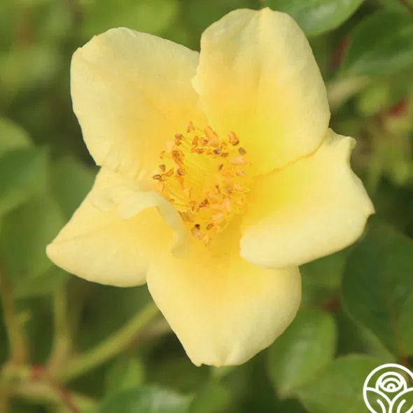 Heirloom Roses Baby Love® Online