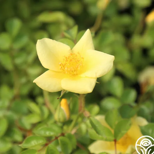 Heirloom Roses Baby Love® Online