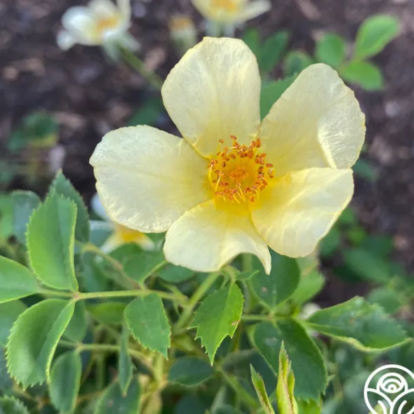 Heirloom Roses Baby Love® Online