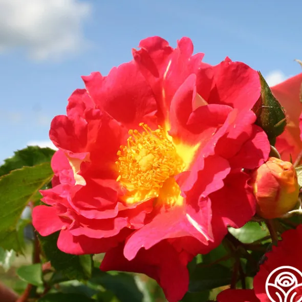 Heirloom Roses Bajazzo® Discount