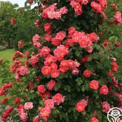 Heirloom Roses Bajazzo® Discount