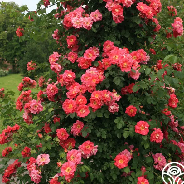 Heirloom Roses Bajazzo® Discount