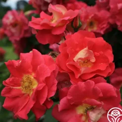 Heirloom Roses Bajazzo® Discount