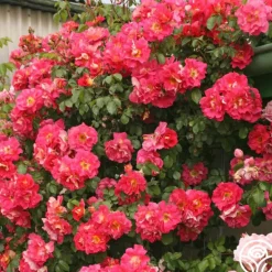 Heirloom Roses Bajazzo® Discount