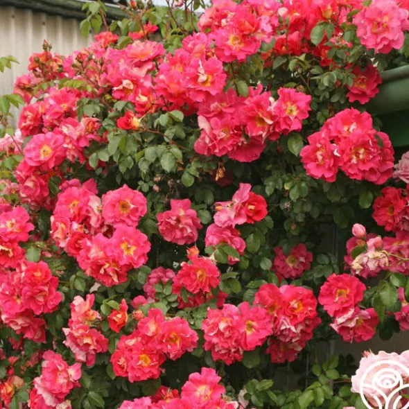Heirloom Roses Bajazzo® Discount