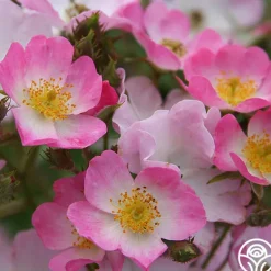 Heirloom Roses Ballerina Discount