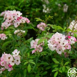 Heirloom Roses Ballerina Discount