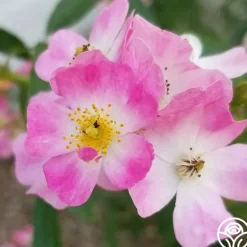 Heirloom Roses Ballerina Discount