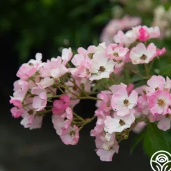 Heirloom Roses Ballerina Discount