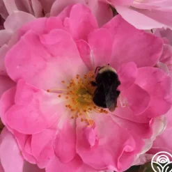 Heirloom Roses Ballerina Discount