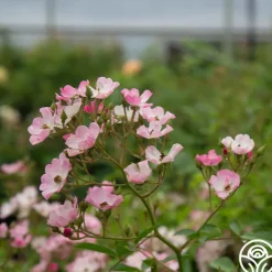 Heirloom Roses Ballerina Discount