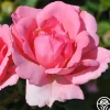 Heirloom Roses Bantry Bay® Sale