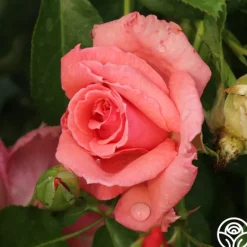 Heirloom Roses Bantry Bay® Sale