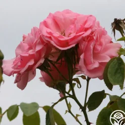 Heirloom Roses Bantry Bay® Sale