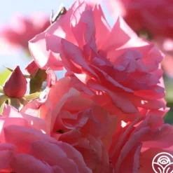 Heirloom Roses Bantry Bay® Sale
