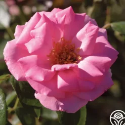Heirloom Roses Bantry Bay® Sale
