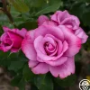 Heirloom Roses Barbra Streisand Clearance