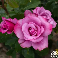 Heirloom Roses Barbra Streisand Clearance