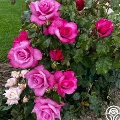 Heirloom Roses Barbra Streisand Clearance