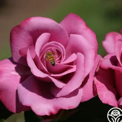 Heirloom Roses Barbra Streisand Clearance