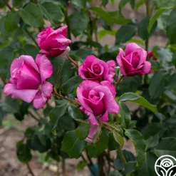 Heirloom Roses Barbra Streisand Clearance