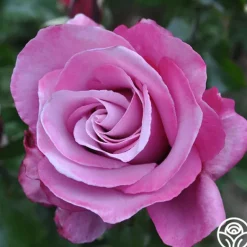 Heirloom Roses Barbra Streisand Clearance