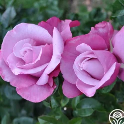 Heirloom Roses Barbra Streisand Clearance