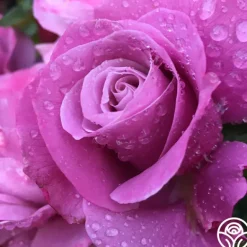 Heirloom Roses Barbra Streisand Clearance