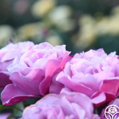 Heirloom Roses Barbra Streisand Clearance