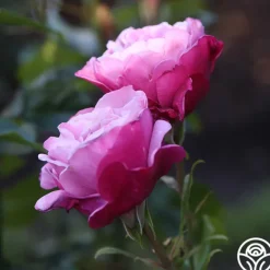 Heirloom Roses Barbra Streisand Clearance