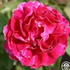 Heirloom Roses Baron Girod de L'Ain Hot