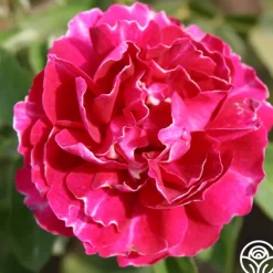 Heirloom Roses Baron Girod de L'Ain Hot