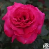 Heirloom Roses Baronne E. de Rothschild® Outlet