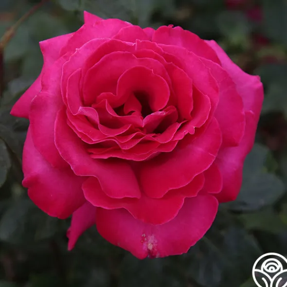 Heirloom Roses Baronne E. de Rothschild® Outlet