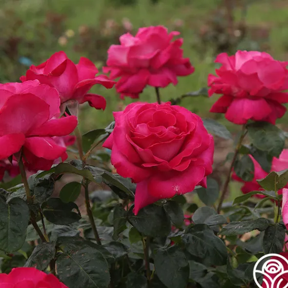 Heirloom Roses Baronne E. de Rothschild® Outlet