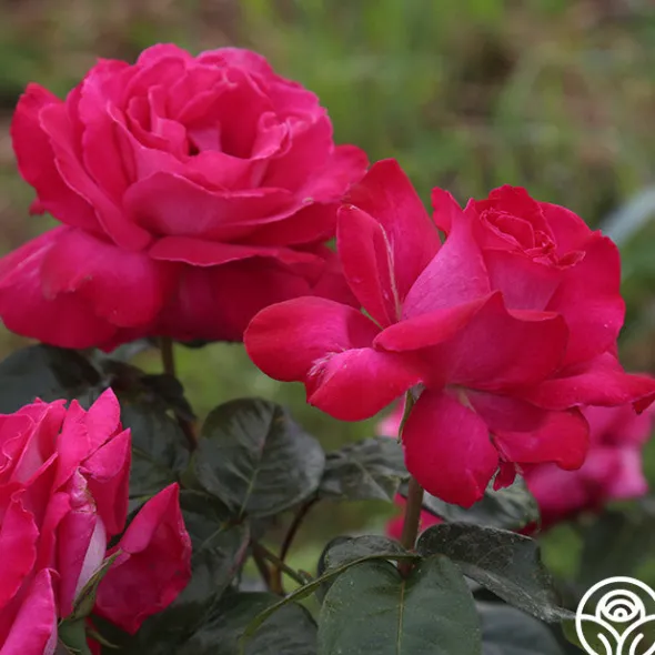 Heirloom Roses Baronne E. de Rothschild® Outlet