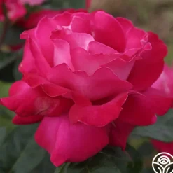Heirloom Roses Baronne E. de Rothschild® Outlet