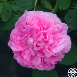 Heirloom Roses Baronne Prévost
