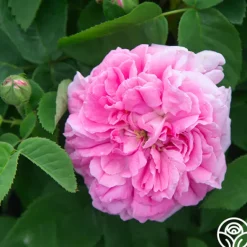 Heirloom Roses Baronne Prévost