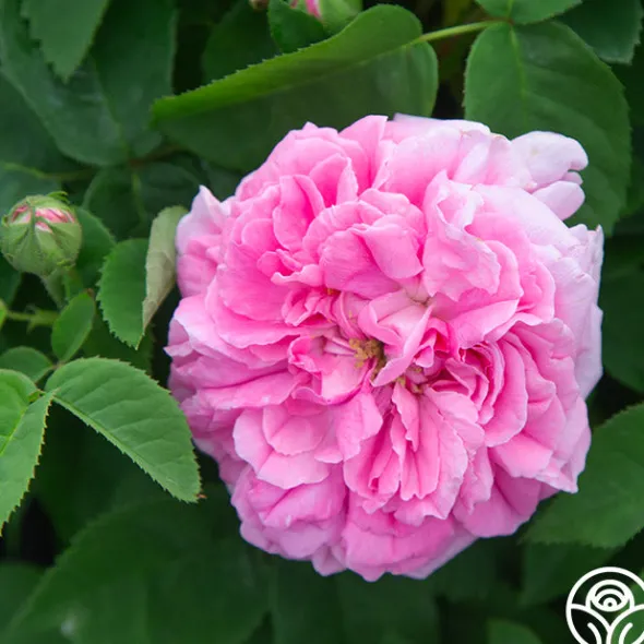 Heirloom Roses Baronne Prévost