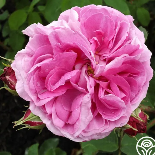 Heirloom Roses Baronne Prévost