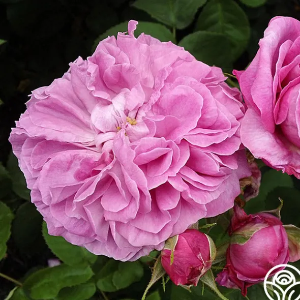 Heirloom Roses Baronne Prévost