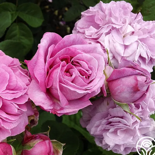 Heirloom Roses Baronne Prévost